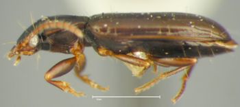 Media type: image;   Entomology 33056 Aspect: habitus lateral view
